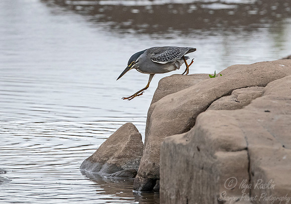 288 Green-backed Heron (Butorides striata) - KNP south Africa