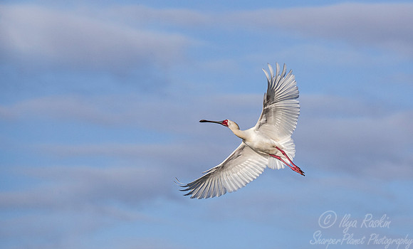 281 Roseate Spoonbill (Platalea ajaja) - KNP South Africa