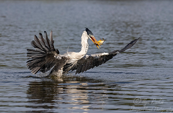 298 Cocoi heron (Ardea cocoi) - Pantanal Brazil
