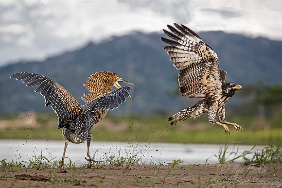 271 Bare-throated Tiger Heron (Tigrisoma mexicanum) and Black Kite (Milvus migrans) - Costa Rica
