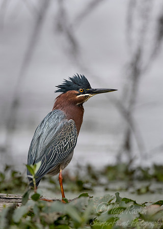 243 Green Heron (Butorides virescens) - Lake Martin LA