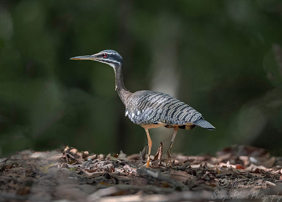 301 Sunbittern (Eurypyga helias) - Pantanal Brazil