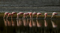 222 Chilean Flamingos (Phoenicopterus chilensis) Patagonia Chile