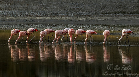 222 Chilean Flamingos (Phoenicopterus chilensis) Patagonia Chile