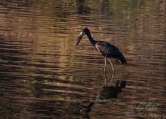 228 African Openbill (Anastomus lamelligerus) - KNP SOuth Africa