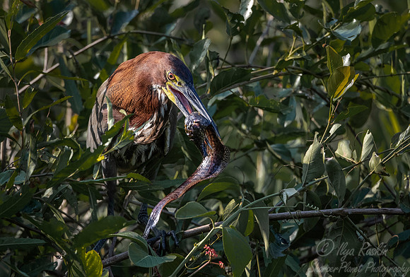 300 Rufescent Tiger Heron (Tigrisoma lineatum) - Pantanal Brazil