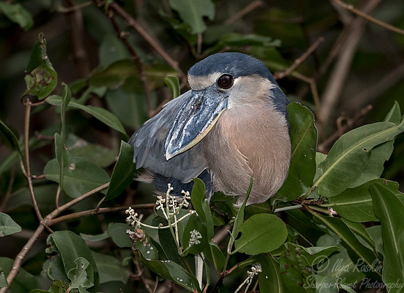 267 Boat-billed Heron (Cochlearius cochlearius) - Costa Rica