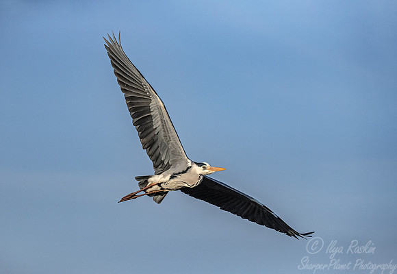283 Grey Heron (Ardea cinerea) - KNP South Africa