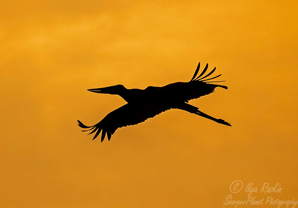 293 Jabiru Stork (Jabiru mycteria) - Pantanal Brazil