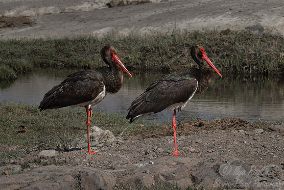 230 Black Stork (Ciconia nigra) - KNP South Africa