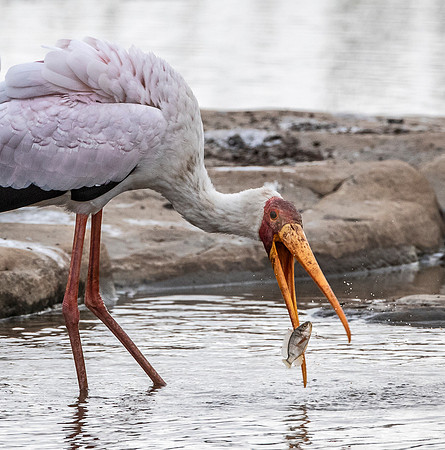 291 Yellow-billed Stork (Mycteria ibis) - KNP south Africa