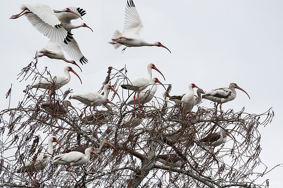 264 American White Ibises (Eudocimus albus) - Lake Martin LA