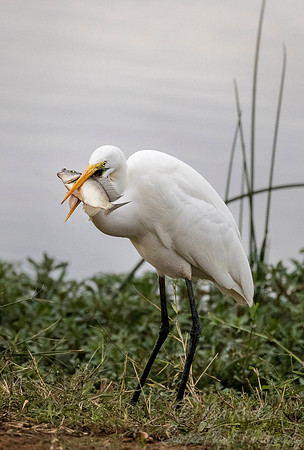 289 Great Egret (Ardea alba) - KNP South Africa