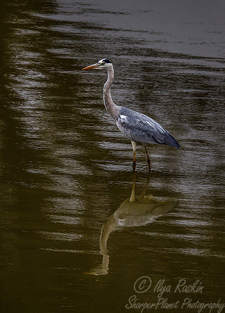 234 Grey Heron (Ardea cinerea) - KNP South Africa