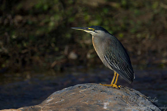 232 Striated Heron (Butorides striata) - KNP South Afrca