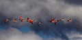 218 Chilean Flamingos (Phoenicopterus chilensis) Patagonia Chile