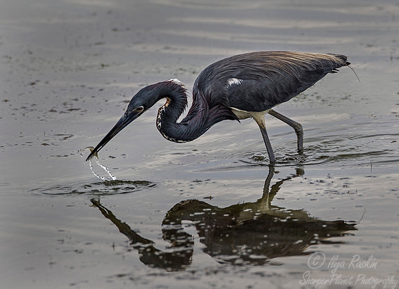 223 Tricolored Heron (Egretta tricolor) VA