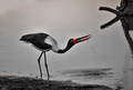 224 Saddle-billed Stork (Ephippiorhynchus senegalensis) - KNP South Africa