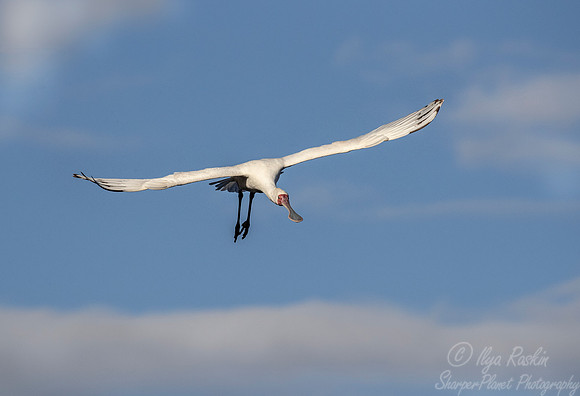280 Roseate Spoonbill (Platalea ajaja) - KNP South Africa