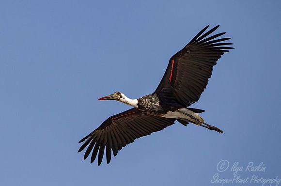 229 Woolly-necked Stork (Ciconia episcopus) - KNP SOuth Africa