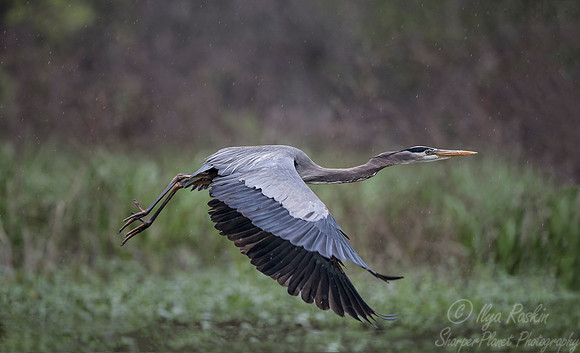 255 Great Bue Heron (Ardea herodias) - Lake Martin LA