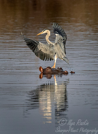 286 Grey Heron (Ardea cinerea) on Hippo - KNP South Africa