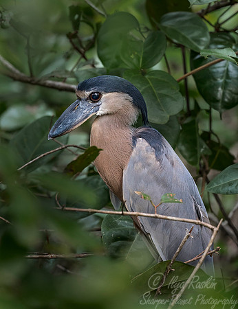 268 Boat-billed Heron (Cochlearius cochlearius) - Costa Rica
