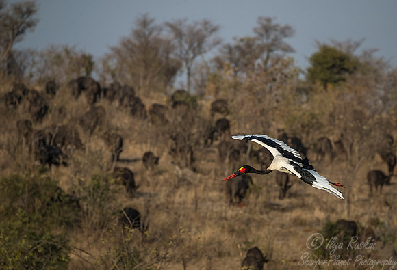 227 Saddle-billed Stork (Ephippiorhynchus senegalensis) - KNP South Africa