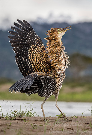 272 Bare-throated Tiger Heron (Tigrisoma mexicanum) - Costa Rica