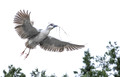 213 Black-crowned night heron (Nycticorax nycticorax) - PA