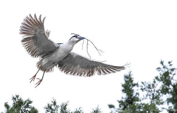 213 Black-crowned night heron (Nycticorax nycticorax) - PA