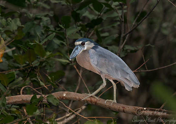 269 - Costa RicaBoat-billed Heron (Cochlearius cochlearius) - Costa Rica