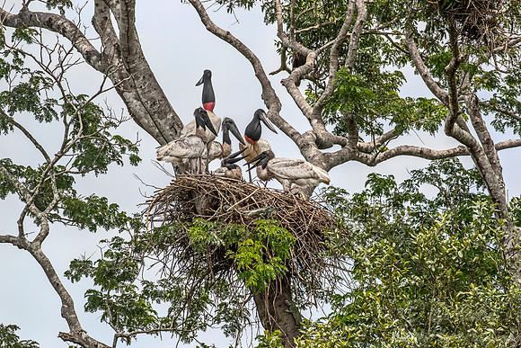 292 Jabiru Storks (Jabiru mycteria) - Pantanal Brazil