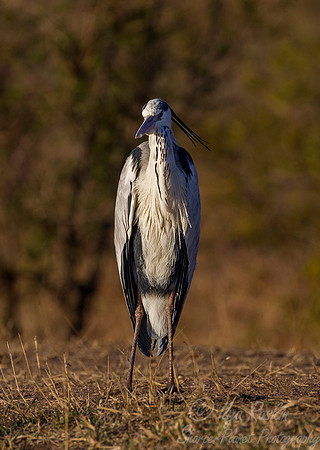 236 Grey Heron (Ardea cinerea) - KNP South Africa