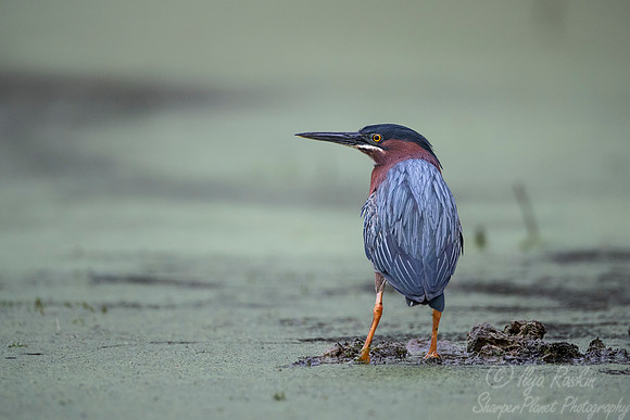 245 Green Heron (Butorides virescens) - Lake Martin LA