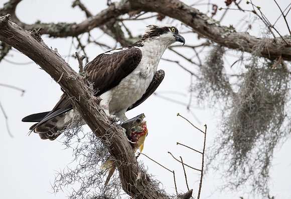 242 Osprey (Pandion haliaetus) - Lake Martin LA