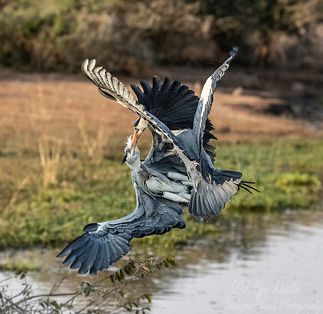 282 Grey Heron (Ardea cinerea) - KNP South Africa