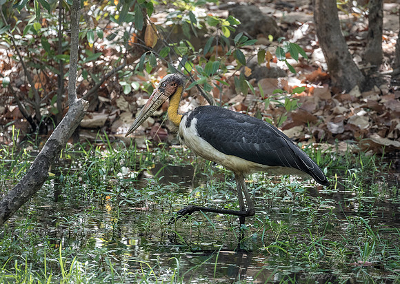 276 Lesser Adjutant Stork (Leptoptilos javanicus) - Bandhavgarh  NP India