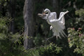 207 Great egret (Ardea alba) - SC