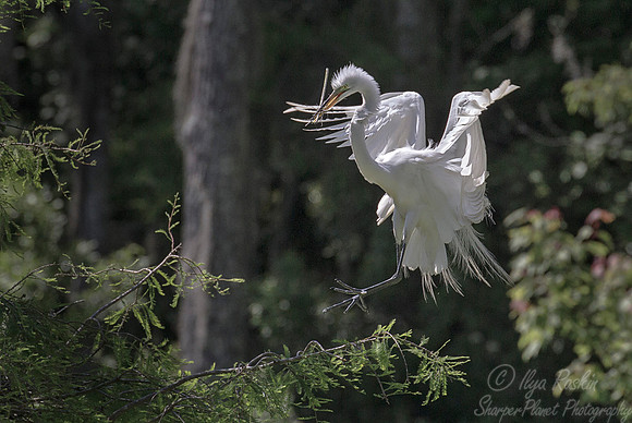207 Great egret (Ardea alba) - SC