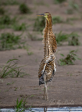 273 Bare-throated Tiger Heron (Tigrisoma mexicanum) - Costa Rica