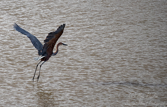 231 Goliath Heron (Ardea goliath) - KNP South Africa