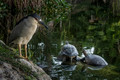216 Black-crowned Night Heron (Nycticorax nycticorax) and Jamaican Sliders - Jamaica