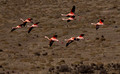 219 Chilean Flamingos (Phoenicopterus chilensis) Patagonia Chile
