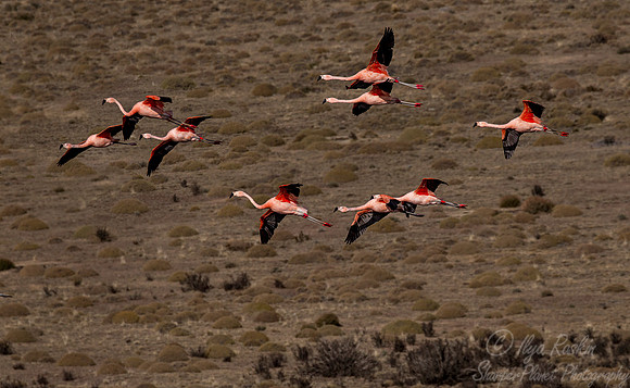 219 Chilean Flamingos (Phoenicopterus chilensis) Patagonia Chile