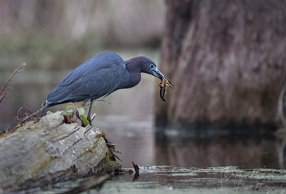257 Little Blue Heron (Egretta caerulea) - Lake Martin LA