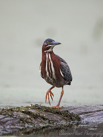 244 Green Heron (Butorides virescens) - Lake Martin LA