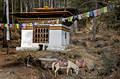 019_Paro Region_Bhutan