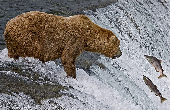 009_Grizzly bear_AK