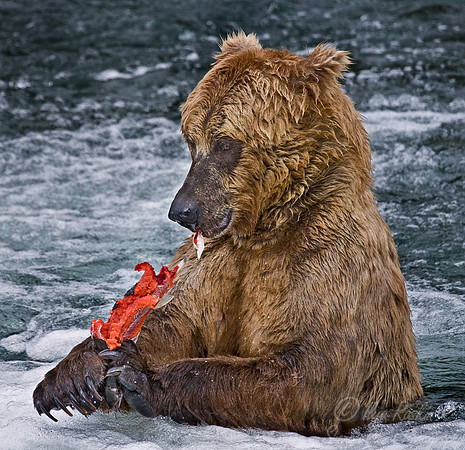 018_Grizzly bear_AK